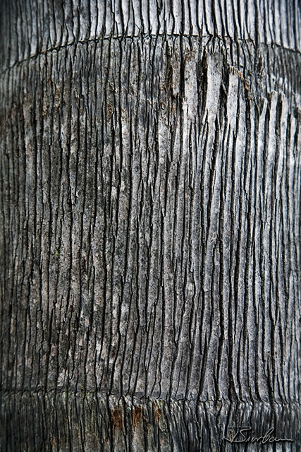 IMG_7291-01 - Rinde.jpg - Tree